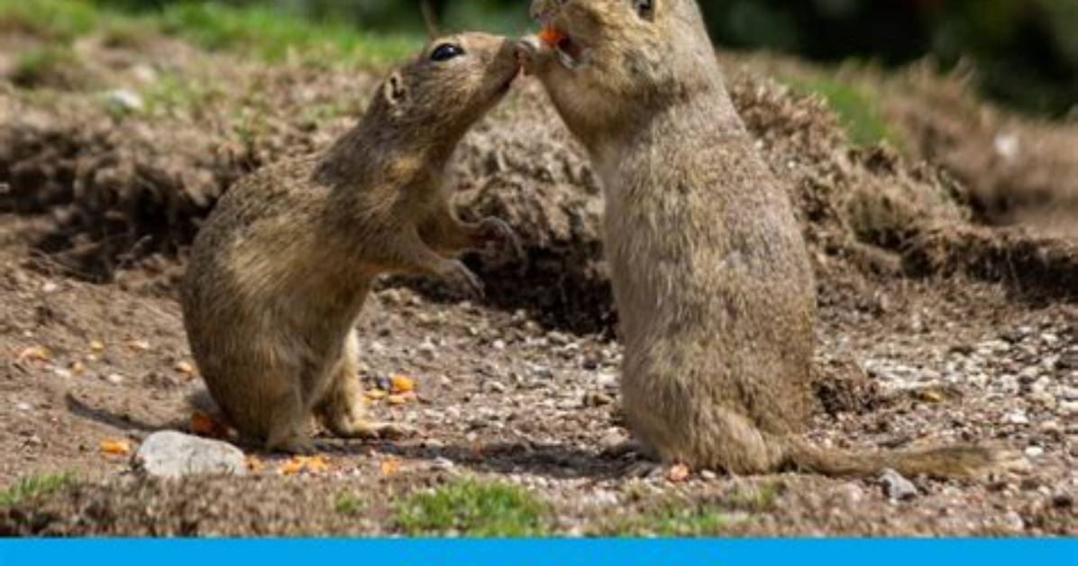 What Does a Gopher Symbolize?