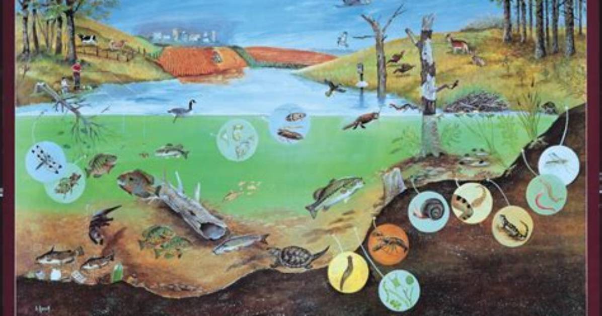 What Does a Healthy Ecosystem Look Like