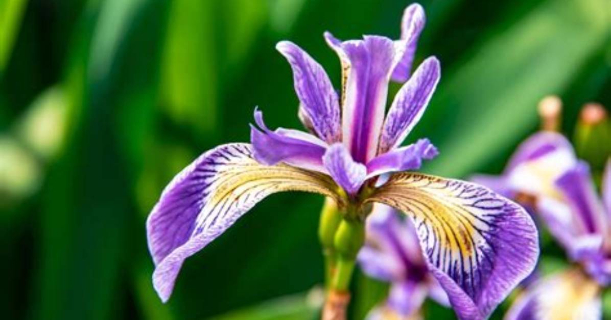 What Does a Iris Flower Look Like