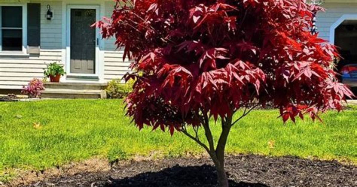 What Does a Japanese Red Maple Tree Look Like