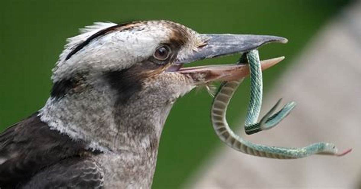 What Does a Kookaburra Eat?