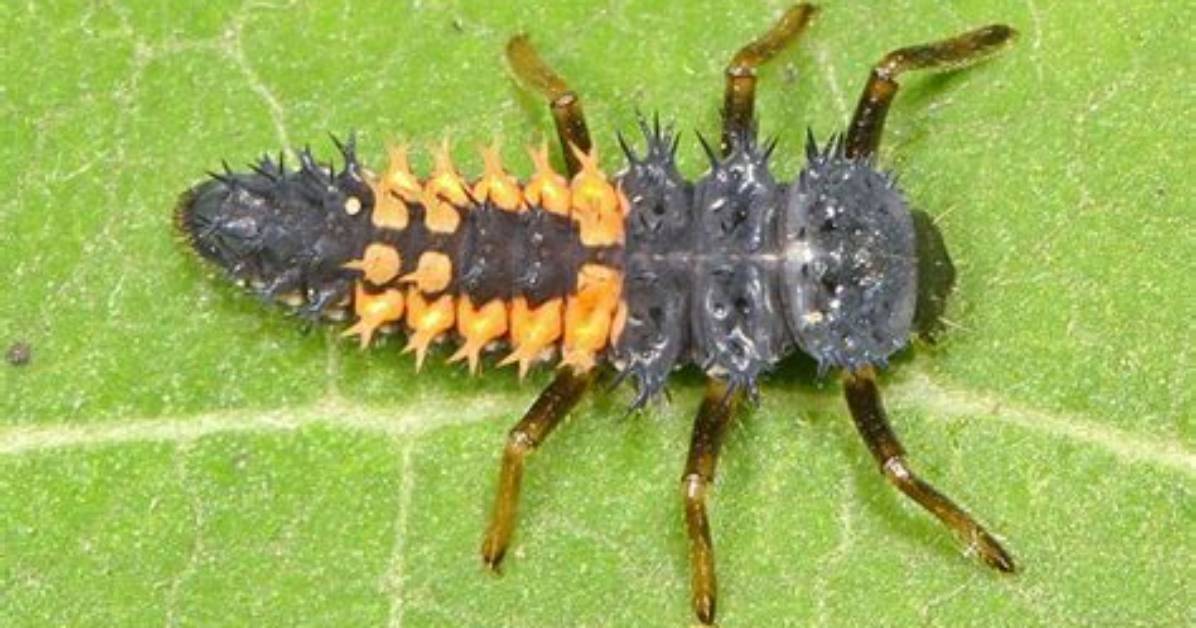 What Does a Ladybird Larvae Look Like