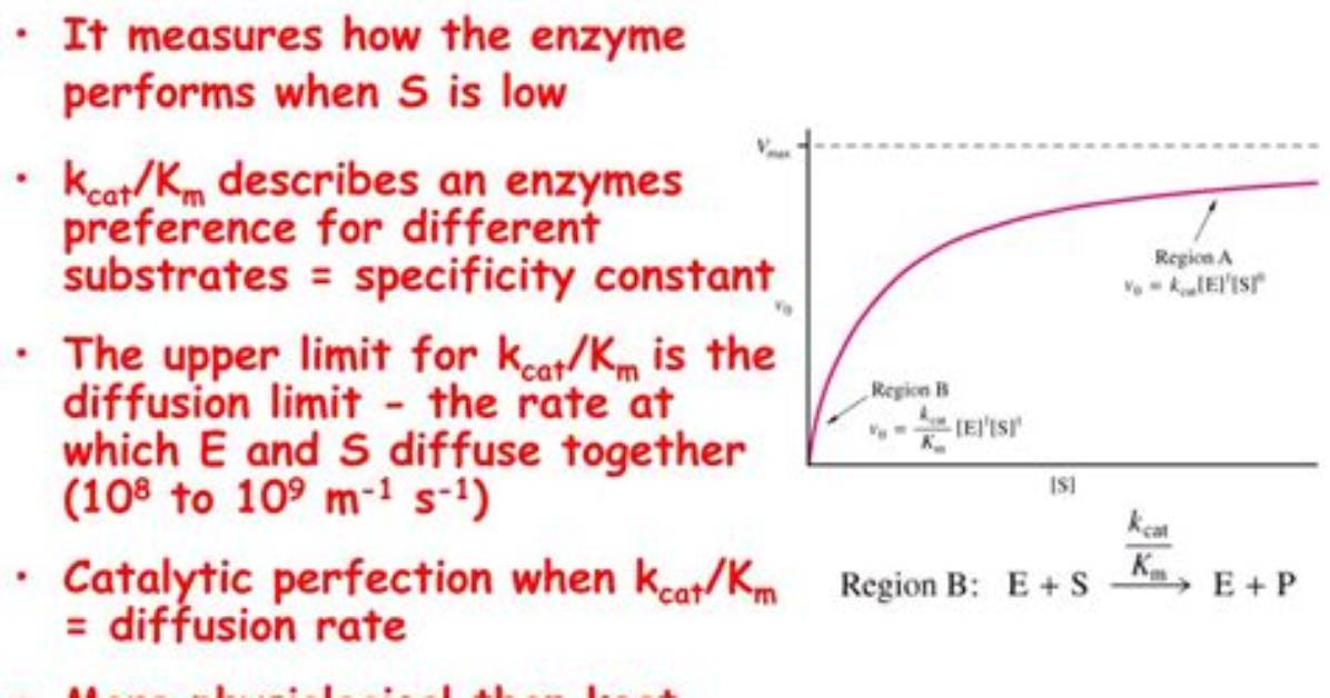 What Does a Large Kcat Mean