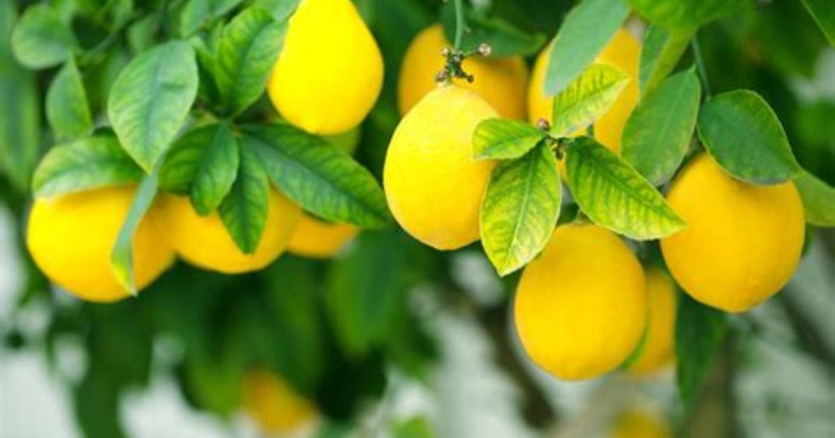 What Does a Lemon Look Like