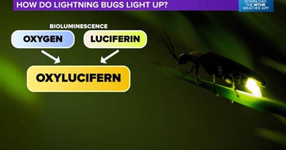 What Does a Lightning Bug Do