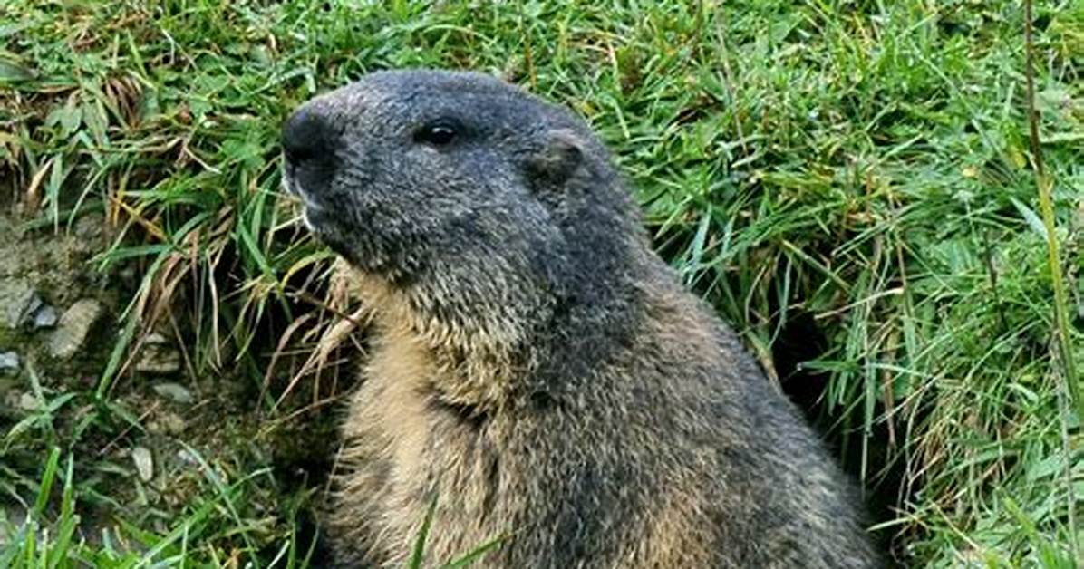 What Does a Marmot Sound Like