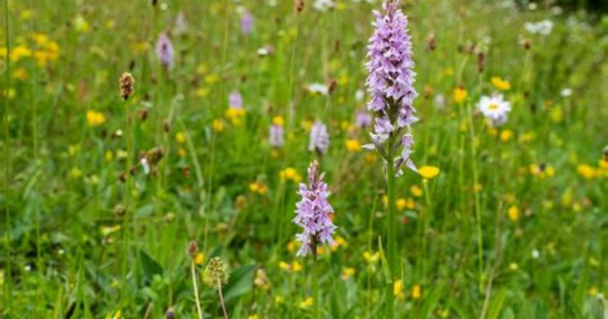 What Does a Meadow Represent?