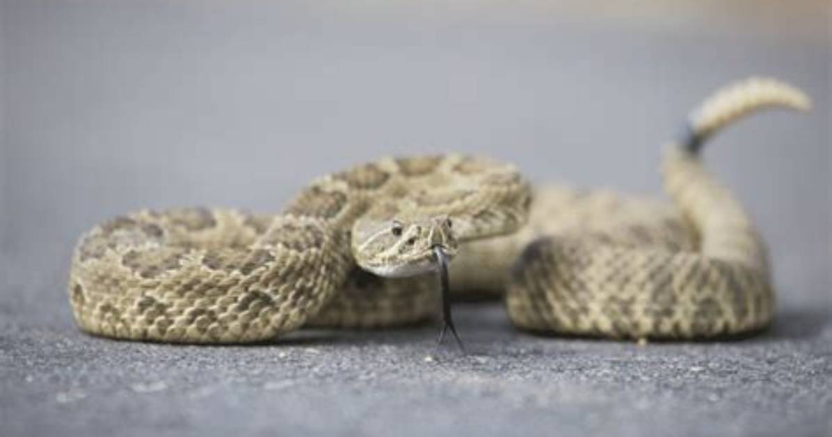 What Does a Michigan Rattlesnake Look Like