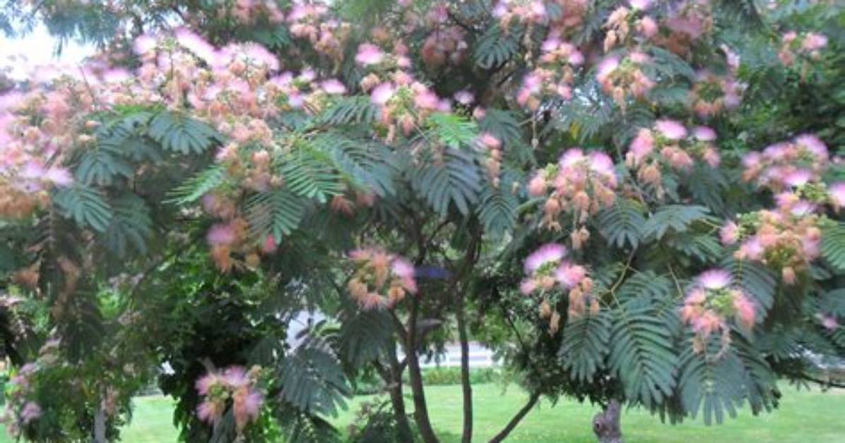 What Does a Mimosa Tree Look Like