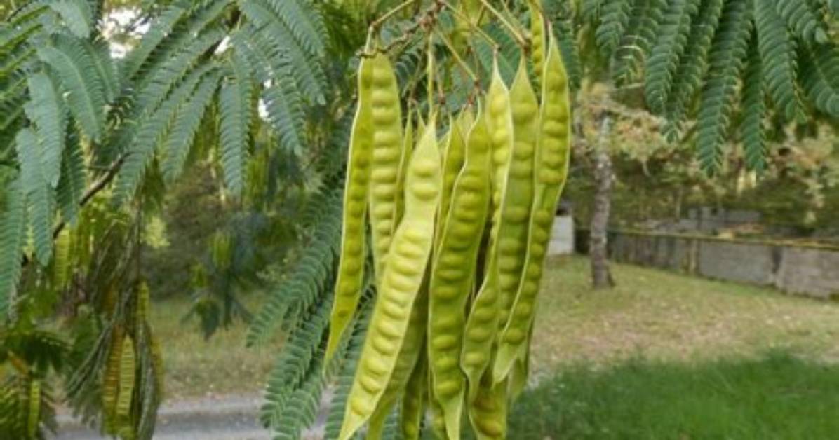 What Does a Monkey Pod Tree Look Like