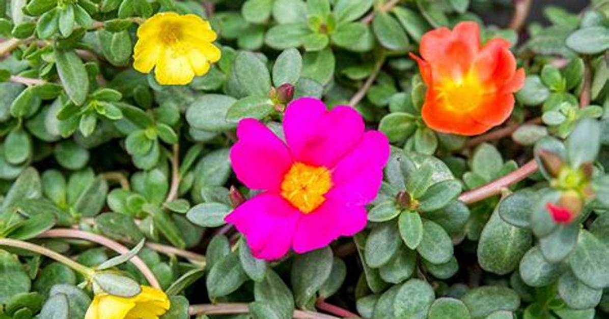 What Does a Moss Rose Look Like?