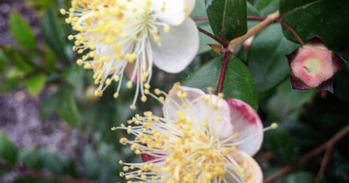 What Does a Myrtle Flower Look Like