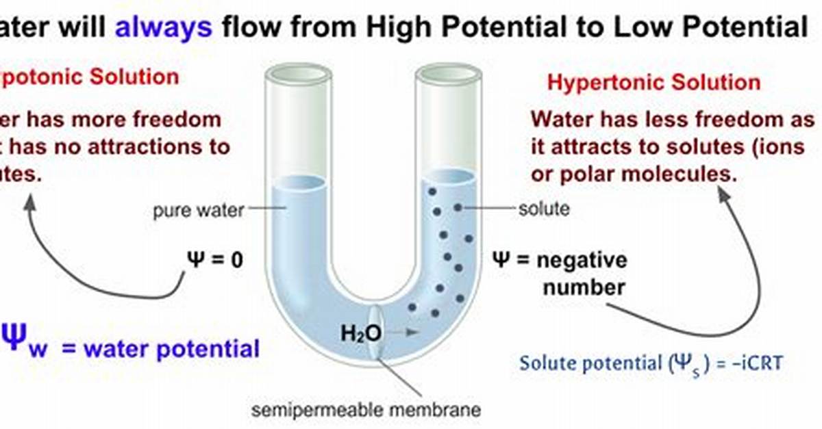 What Does a Negative Water Potential Mean