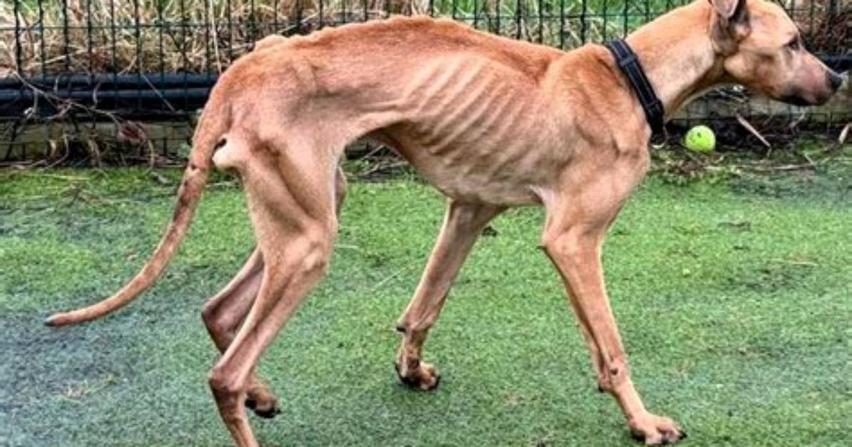 What Does a Neglected Dog Look Like?