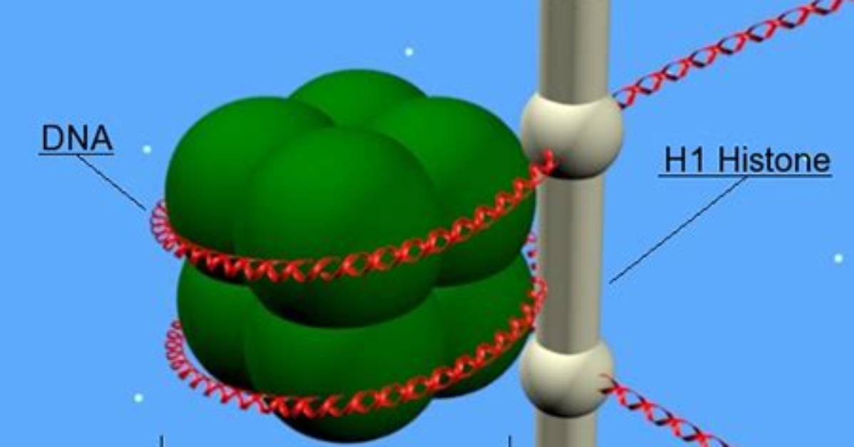 What Does a Nucleosome Contain?