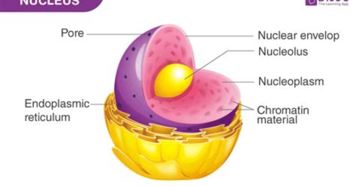 What Does a Nucleus Look Like