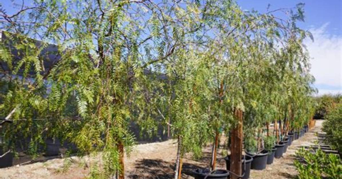 What Does a Pepper Tree Look Like