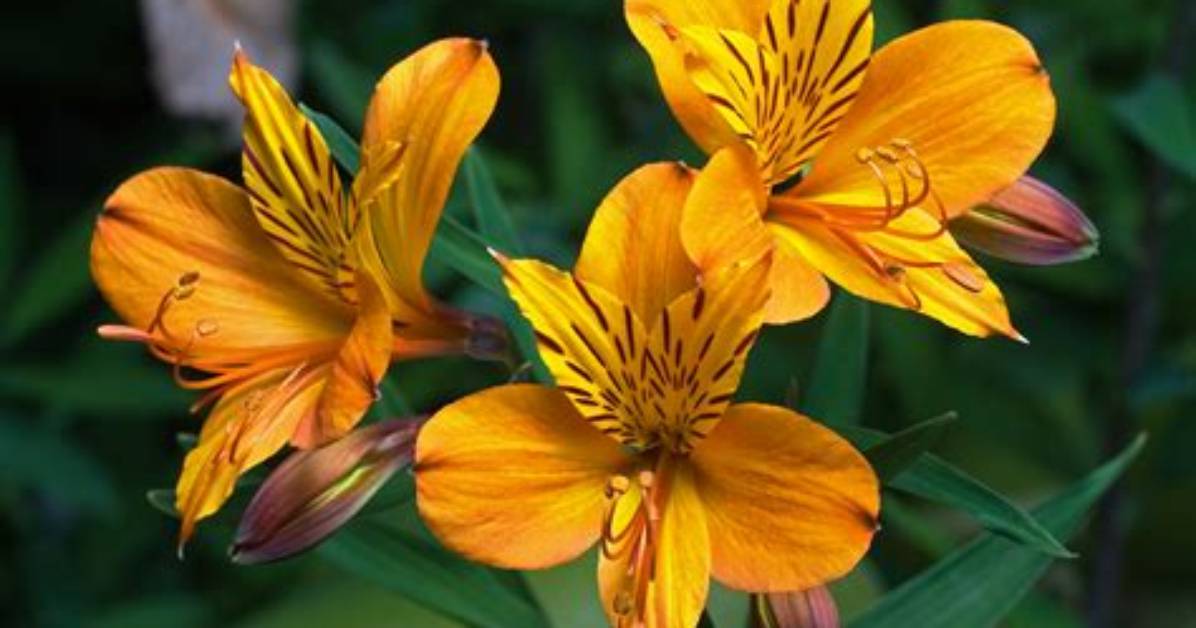 What Does a Peruvian Lily Look Like