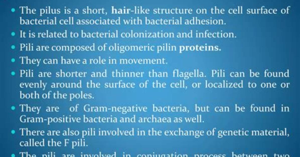 What Does a Pilus