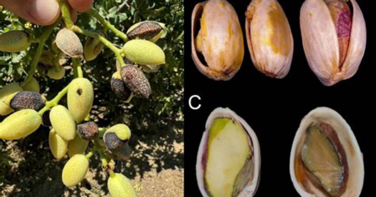 What Does a Pistachio Nut Look Like