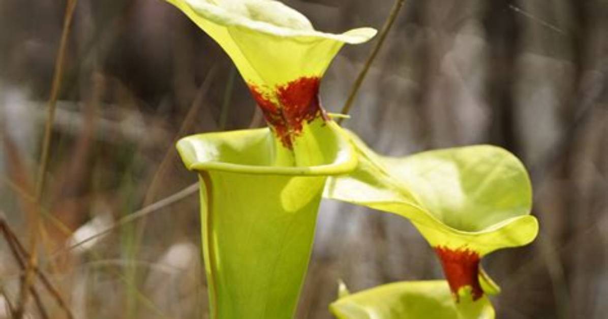 What Does a Pitcher Plant Look Like?