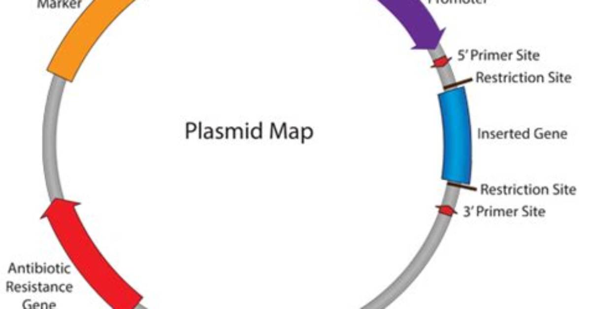 What Does a Plasmid Map Show