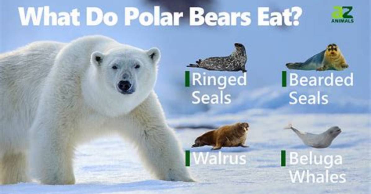 What Does a Polar Bear Eat in Minecraft