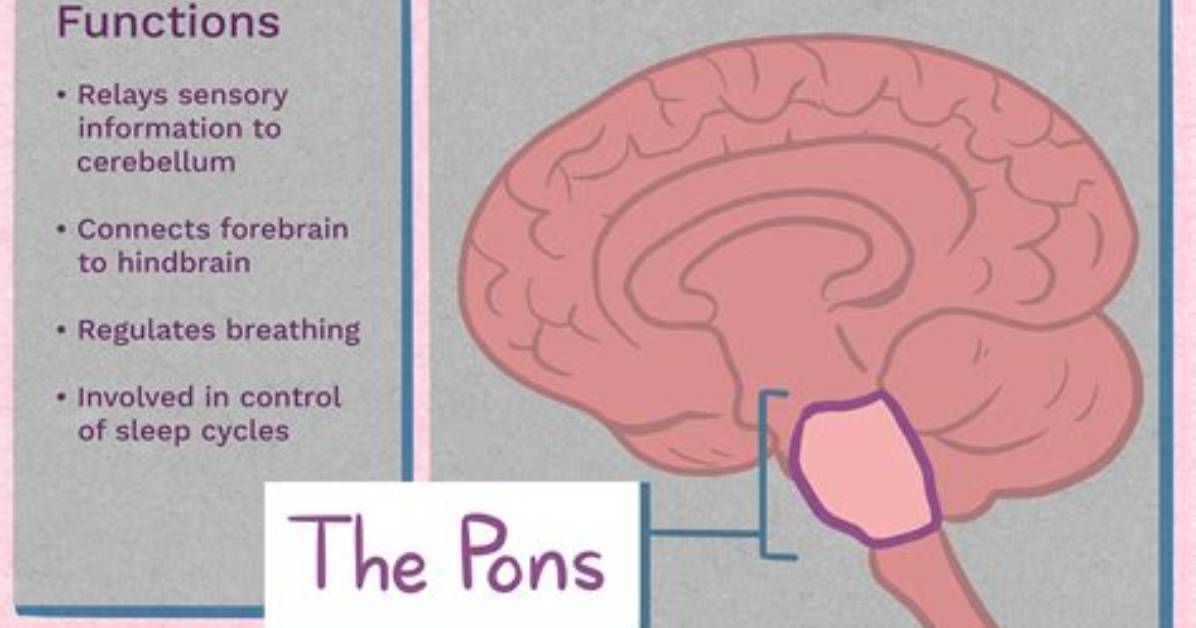 What Does a Pons Do?