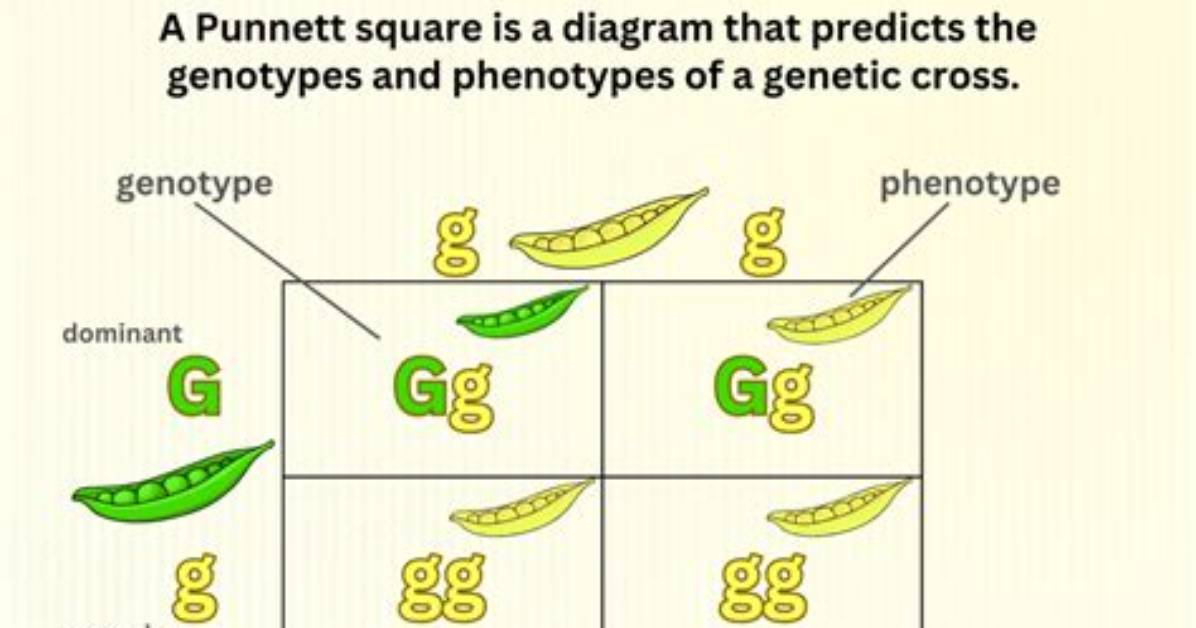 What Does a Punnett Square Show