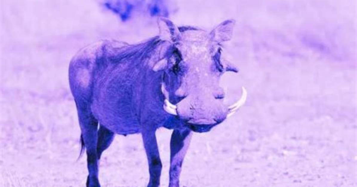 What Does a Rather Sullen Warthog Mean?