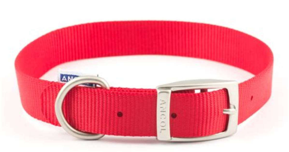 What Does a Red Collar on a Dog Mean?