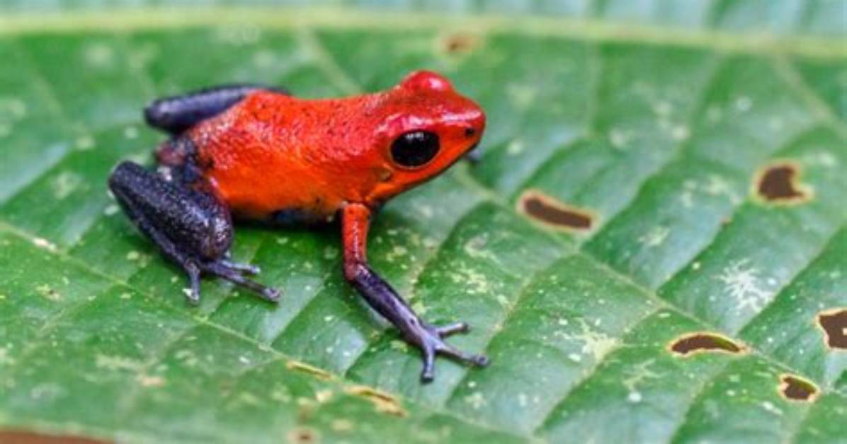What Does a Red Frog Do