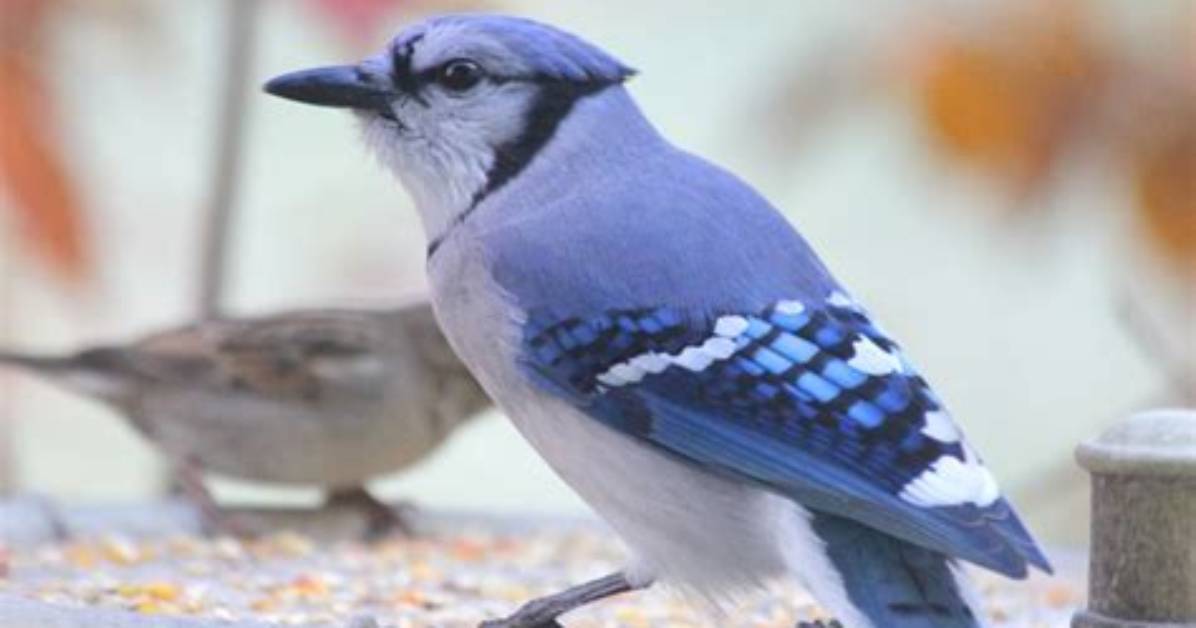 What Does a Red Jay Look Like