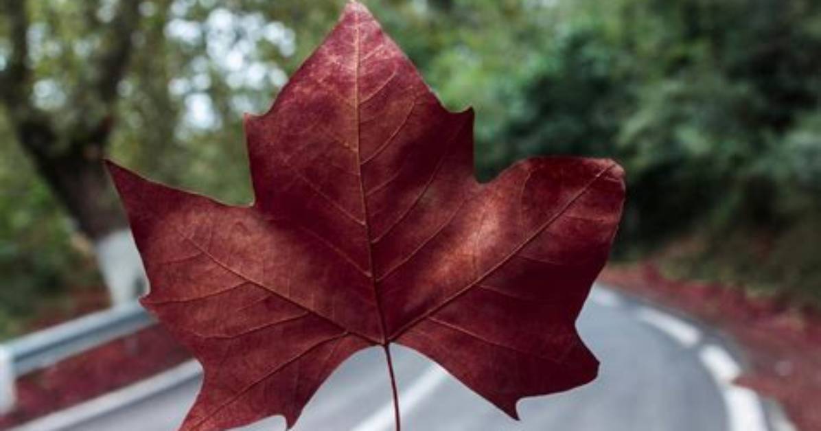 What Does a Red Leaf Symbolize?