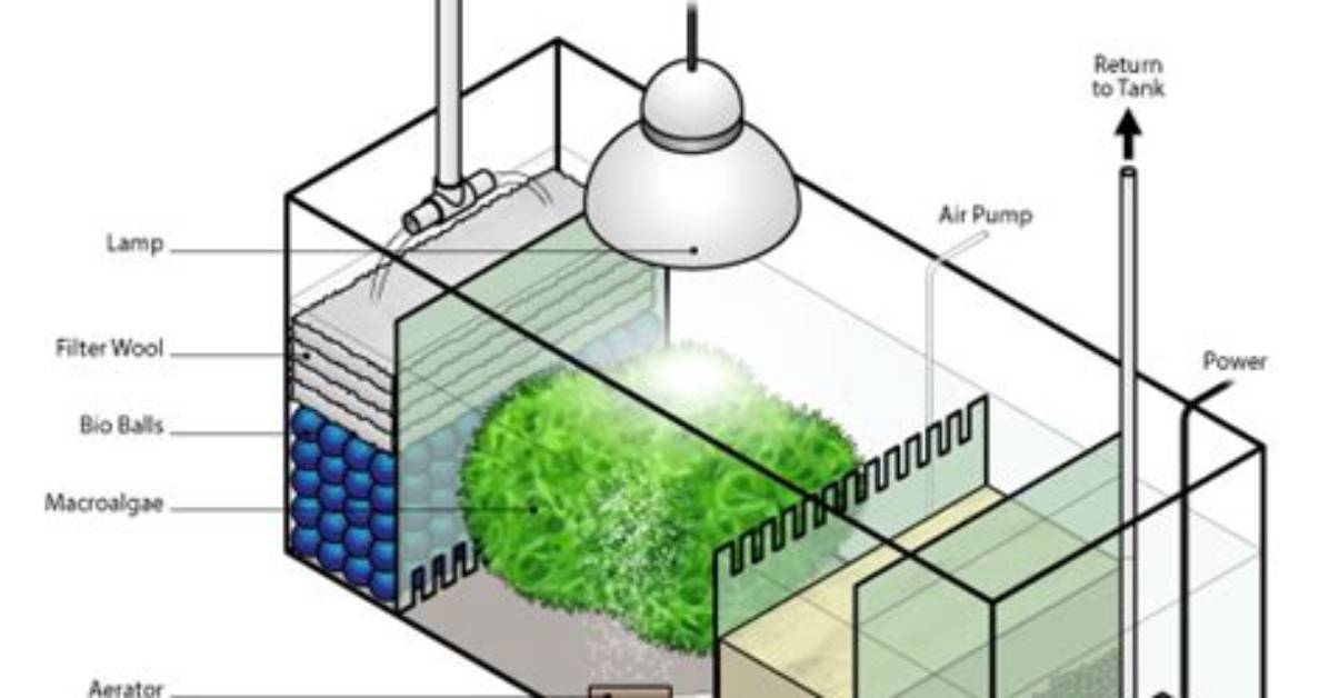 What Does a Refugium Do