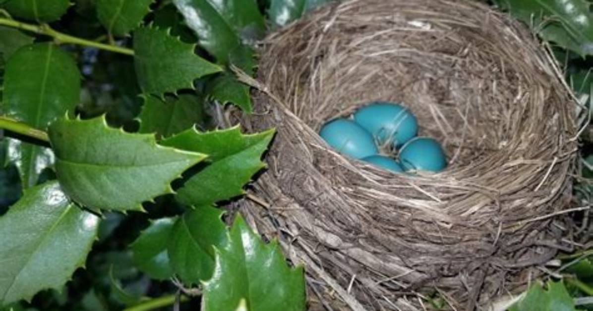 What Does a Robins Nest Look Like