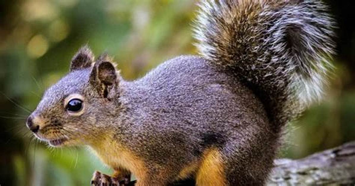 What Does a Rock Squirrel Look Like