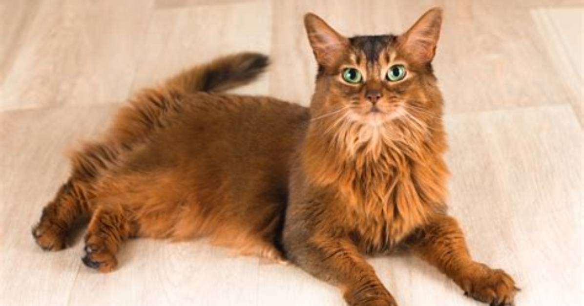 What Does a Somali Cat Look Like?