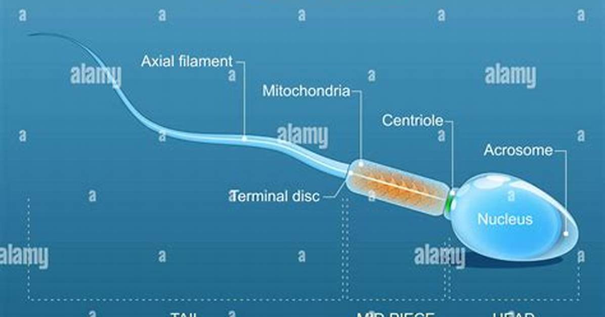 What Does a Spermatozoon Do?