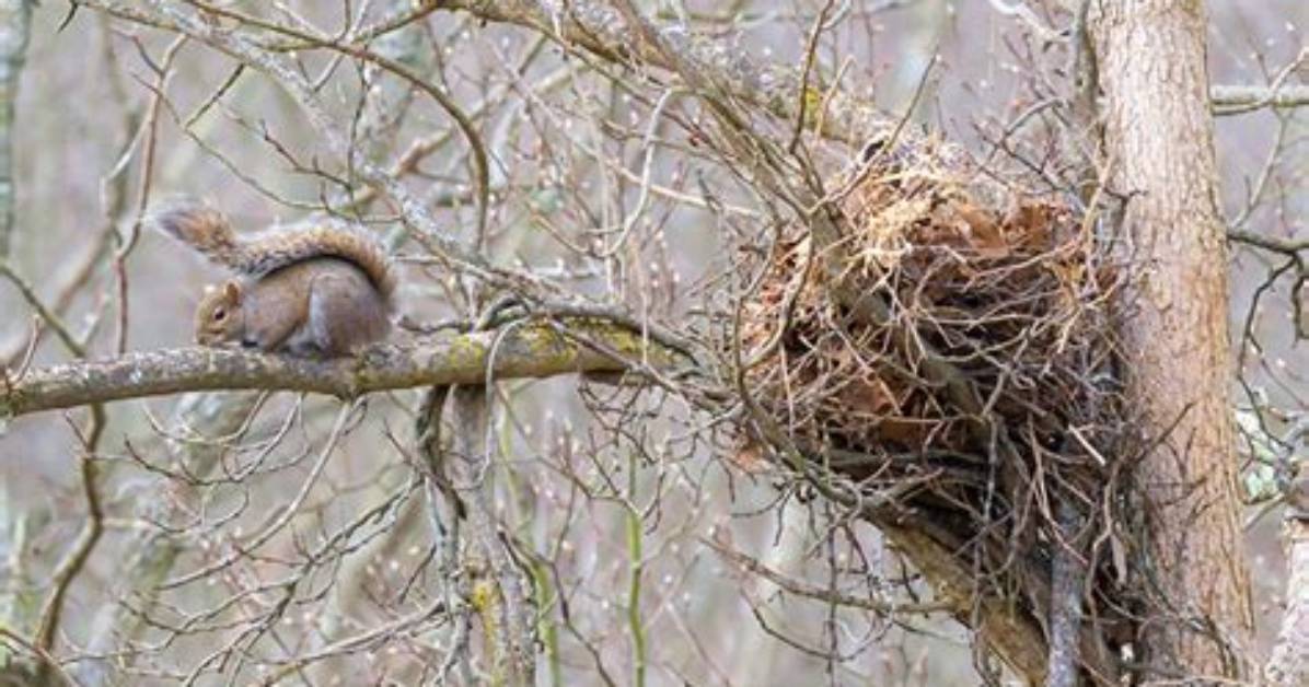 What Does a Squirrels Drey Look Like