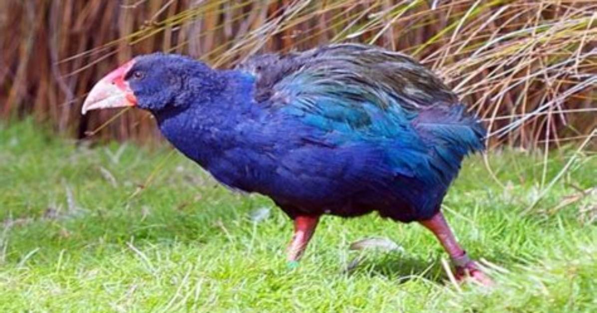 What Does a Takahe Look Like?