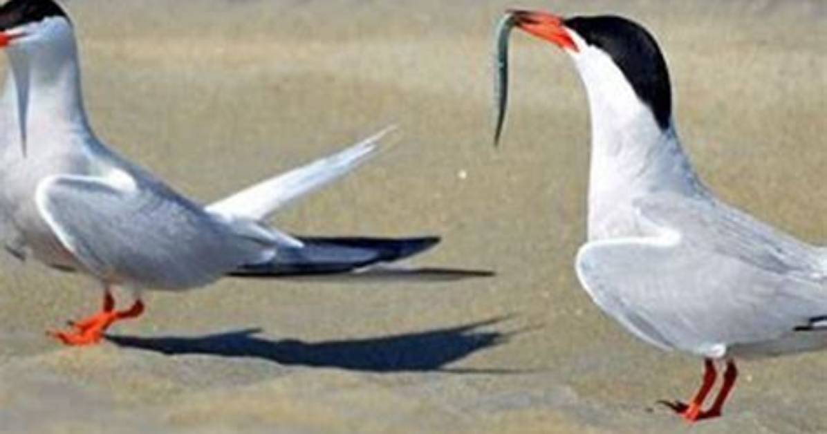 What Does a Tern Look Like