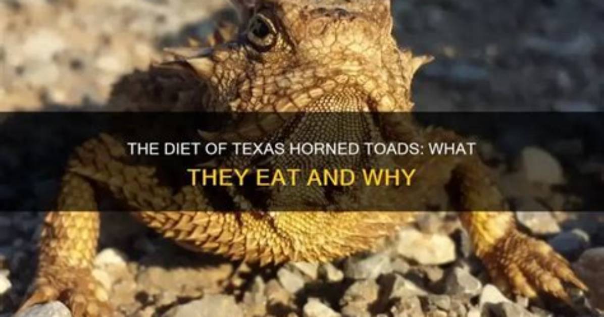 What Does a Texas Toad Eat