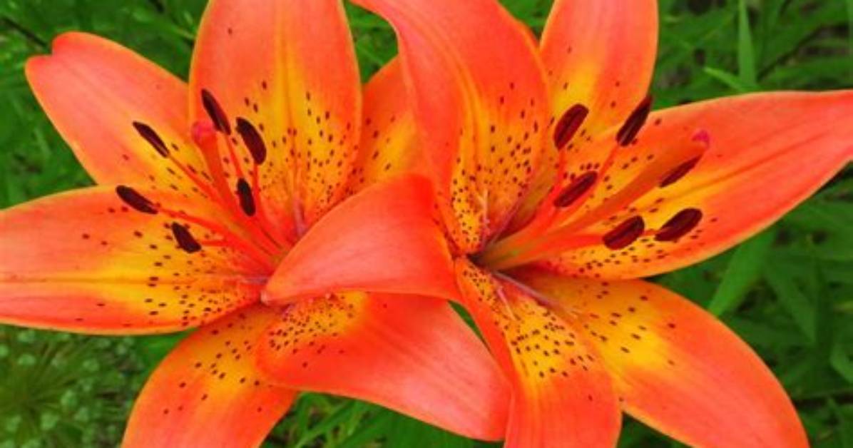 What Does a Tiger Lily Look Like