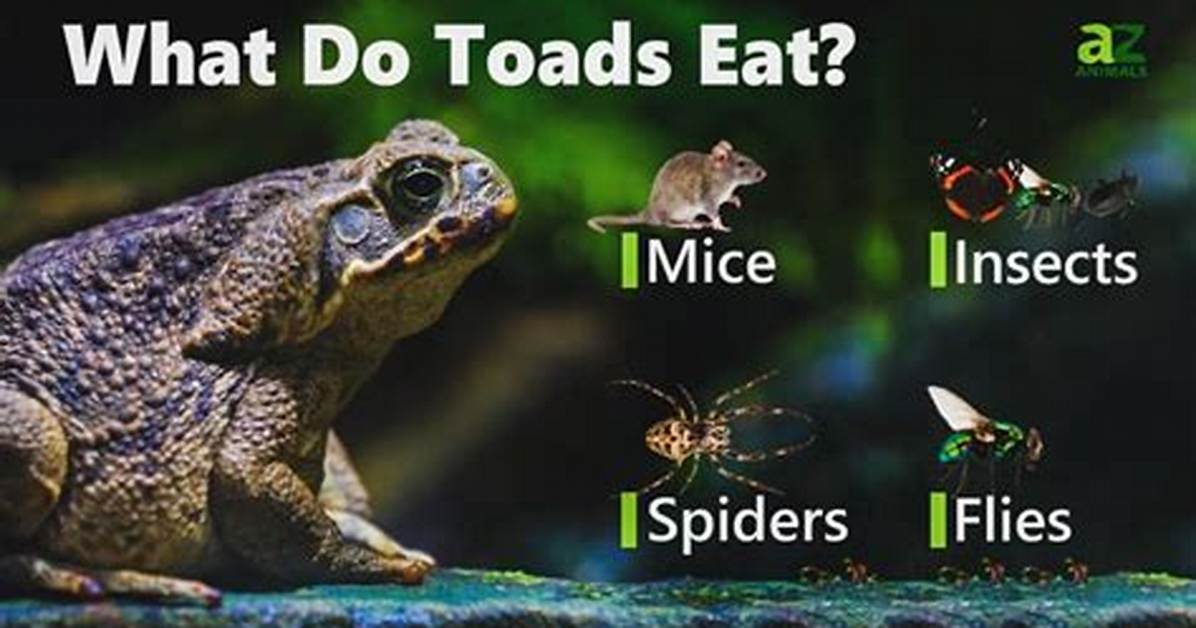 What Does a Toad Eat?