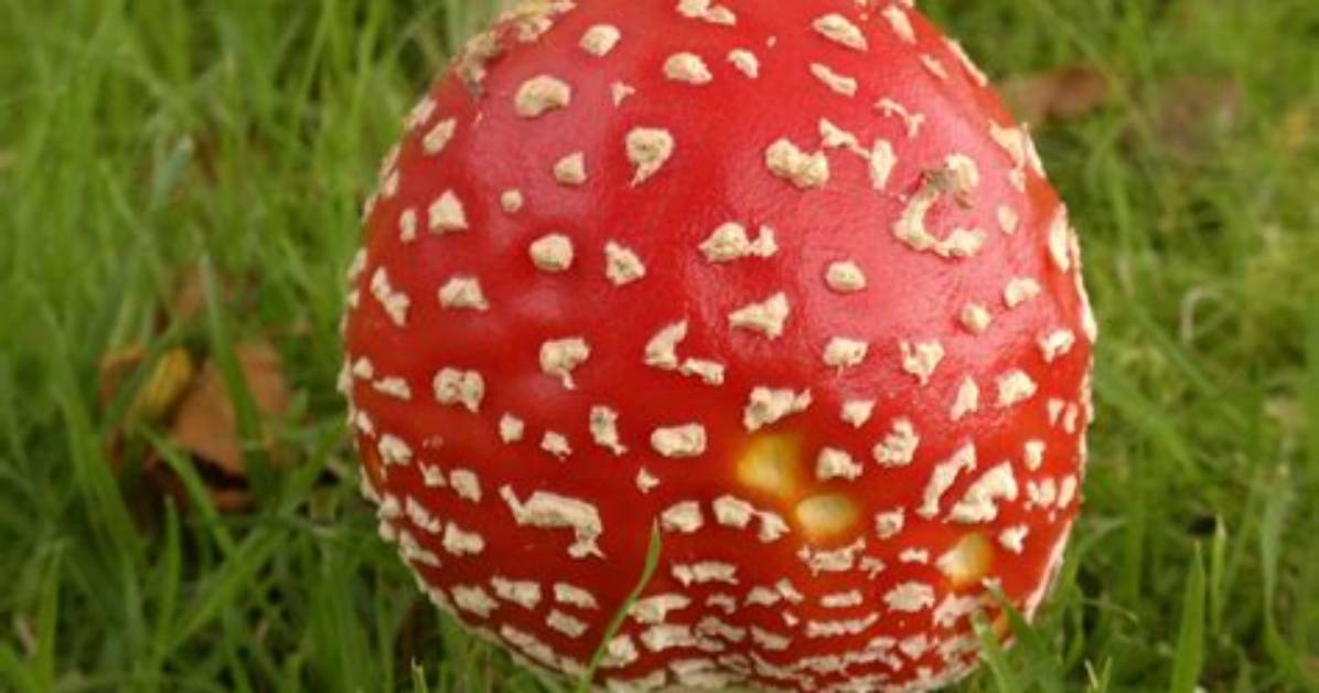 What Does a Toadstool Look Like