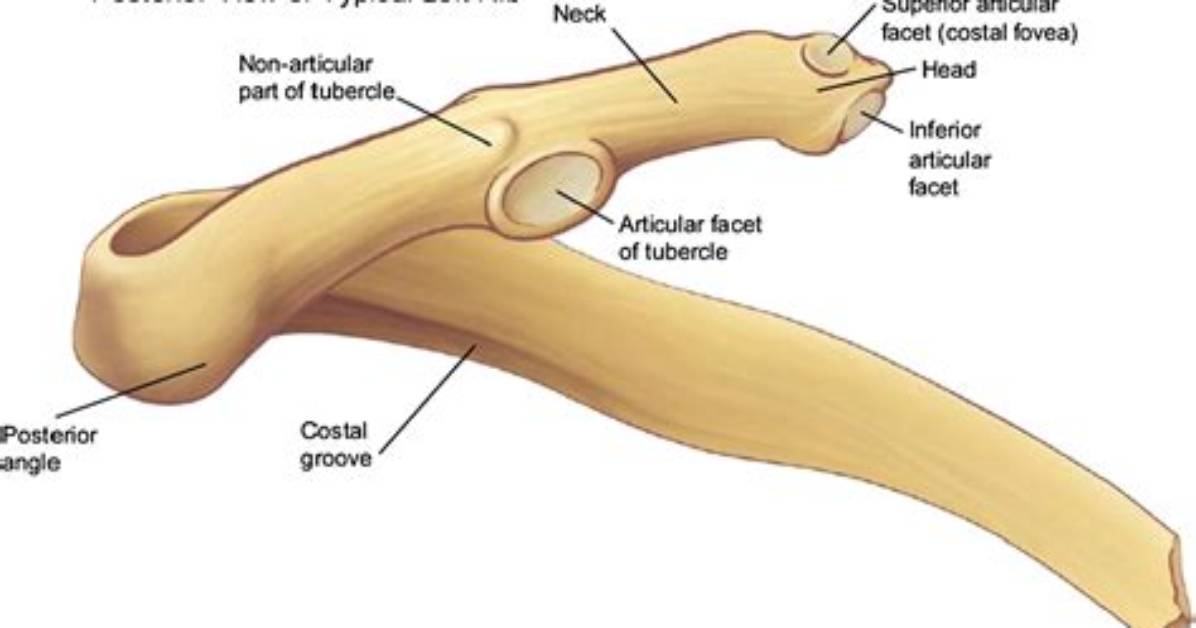 What Does a Tubercle Do