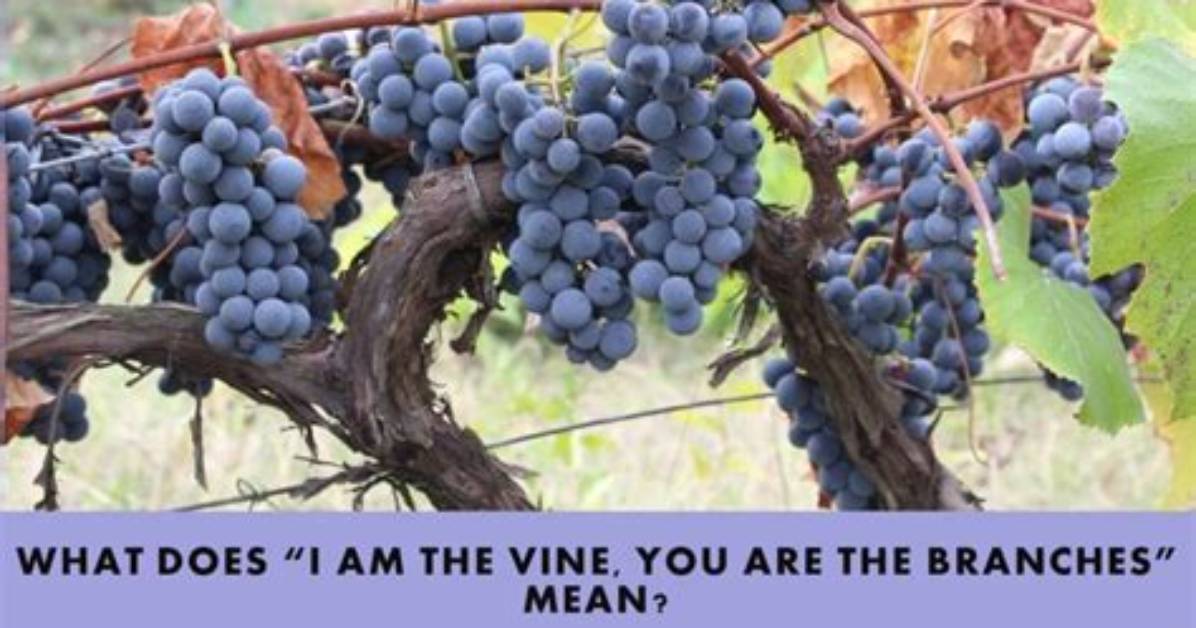 What Does a Vine Do