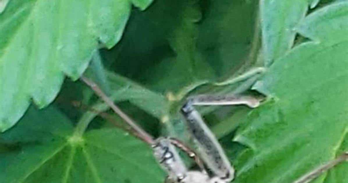 What Does a Wheel Bug Eat