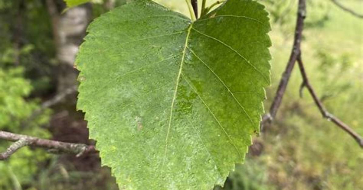 What Does a White Birch Look Like